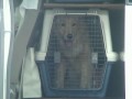 ゴールデンレトリバー 犬しつけ(森田誠の犬しつけ)