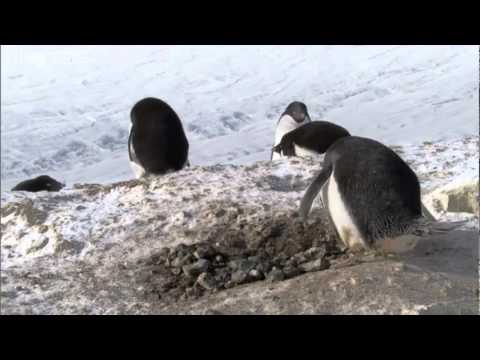 Criminal Penguins - Frozen Planet - BBC One.mpeg