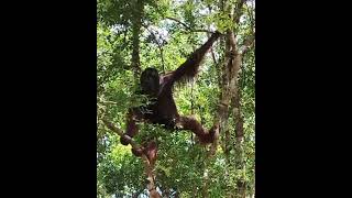Male Orangutan In Tree.