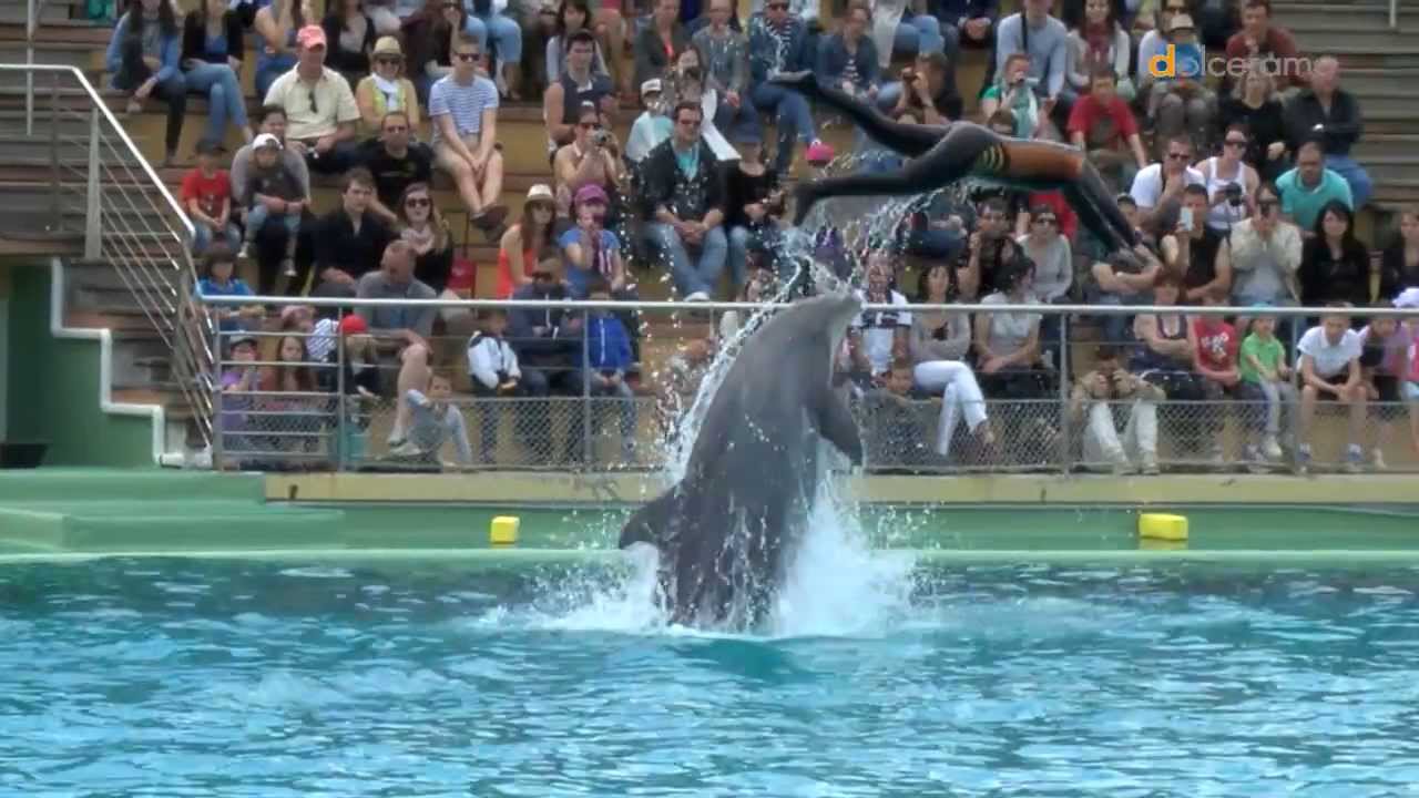 Rencontre avec les dauphins planete sauvage