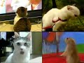 OMG Cat meets Dramatic WTF Cats and Prairie Dog