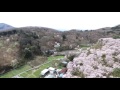 [ドローン空撮]長瀞桜まつり