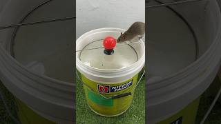 The Best Homemade Mouse Trap Idea Using A Plastic Bucket // Mouse Trap 2 #Rattrap #Mousetrap #Rat