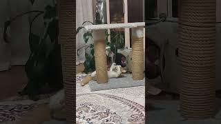 Azorny Cat