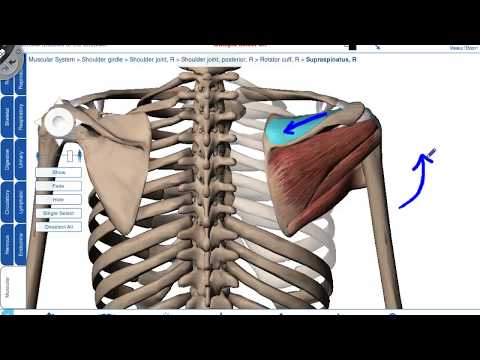 Human Anatomy Lab Manual Saladin