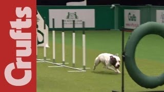 Équipe De Démonstration Du Staffordshire Bull Terrier Deast Anglian - Crufts 2012