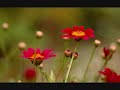 Search Seroja Cover By Rg images Search Seroja Cover By Rg
