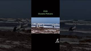 Evsi Pelicans By The Beach