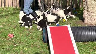 Chiots Laïka de Iakoutie