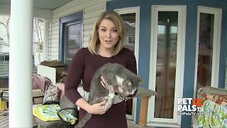 What's a "Wobbly" Cat?