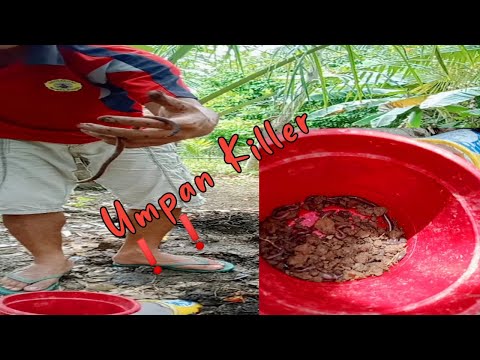 Cari Umpan Killer buat mancing ikan besar | Cacing gilo | 2023