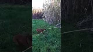 Boxer Dog Vs Sticks