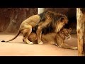Löwe Paarung - Parung Bei Tieren | Paarung der Tiere