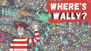 Wheres Wally Waldo Challenge Family Fun Game Find Wally In Time 4
