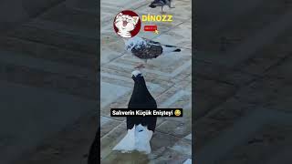 Psi̇kopat Ci̇vci̇v Sokakta Dehşet Saçti