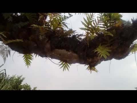 Cagar Alam Pangandaran