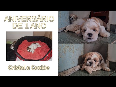 COMEMORANDO O ANIVERSÁRIO DE 1 ANO DO COOKIE E DA CRISTAL.