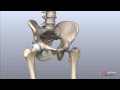 hip