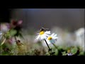 According To All Known Laws Of Ation Bee Movie Intro According To All Known Laws Of Ation Bee Movie Intro