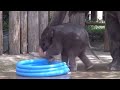 Fort Worth Zoo's Baby Elephant Plays in Pool