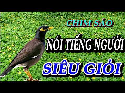 CHIM SÁO NÓI TIẾNG NGƯỜI SIÊU GIỎI