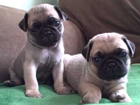 Pug Puppies for sale in Ohio AKC Button's & AKC Bumper.wmv