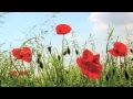 Solution Focus: Guided Meditation