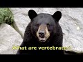 DST - Vertebrates/Invertebrates