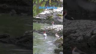 Pretty Birds Having Fun Bathing At The River In Hawaii