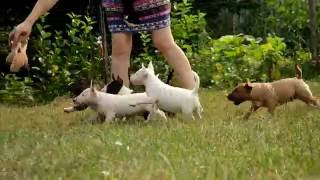 Mbt H Litter Venturesome Pll Clear 7,5 Weeks