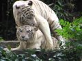 video clip - tigers having sex - singapore zoo - sidneysealine video clip - tigers having sex - singapore zoo - sidneysealine