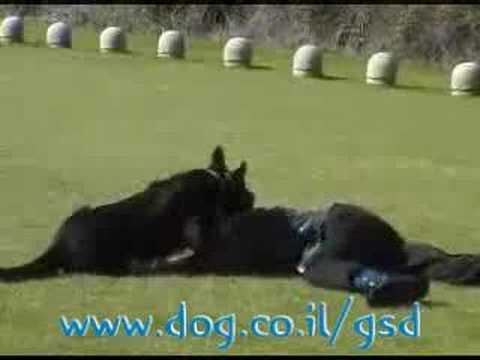 German Shepherd dog attack 2 -Blek from Lev Praee,Israel