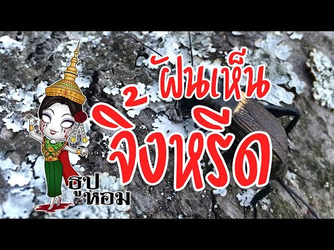 ฝันเห็นจิ้งหรีด
