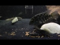 feeding time