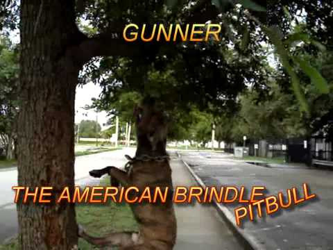 GUNNER THE AMERICAN BRINDLE PITBULL.