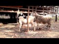 Liputan 7 - Sheep Mating With A Goat