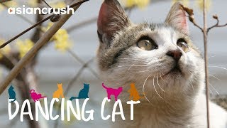 Stray cats in Seoul fight for survival and nap time | Full Documentary 'Dancing Cat'