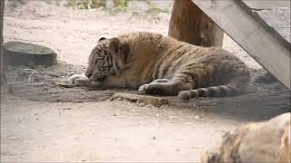 Новый Житель Зоопарка Бенгальский Тигрёнок Хочет Общения С Заей 08.05.2024