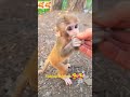 httpsbaby monkey, monkeys, monkey bom,om mokey, baby bom