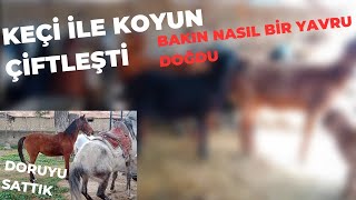 Koyun Ve Keçi̇ Çi̇ftleşmesi̇ Sonucu Bakin Nasil Bi̇r Hayvan Doğdu. Atimiz Doruyu Sattik.
