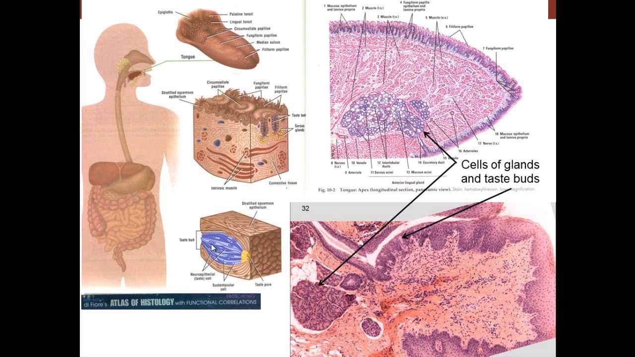13. Medical School Histology. Digestive System I - Part 1 (Cells) - YouTube
