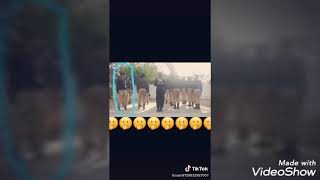 Dahk Maroc