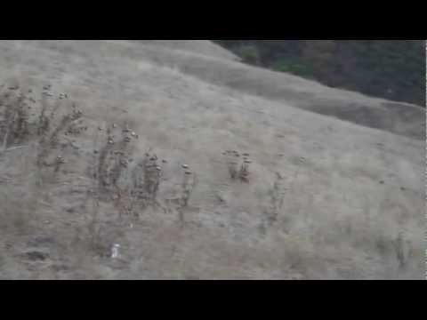 Coyotes in Mission Peak Video Coyotes in Mission Peak Video