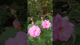 Desi Rose Plants Care Gardening Tips