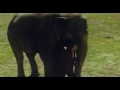 Видео (Месть слона / Jodidar) - Haathi Mera Yaar