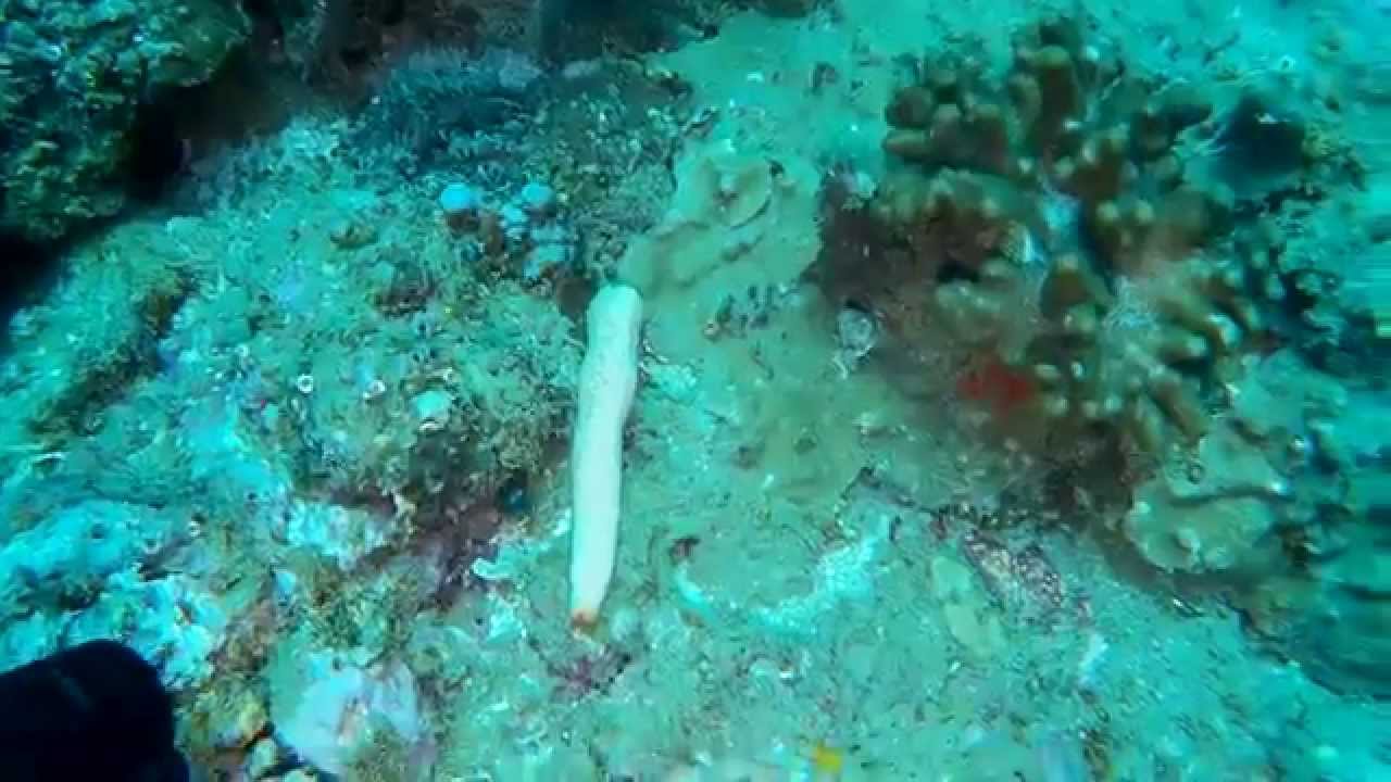 Sea Cucumber - YouTube