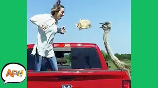 Safari Parks Gone Wild Funny Animal Fails Afv 2021