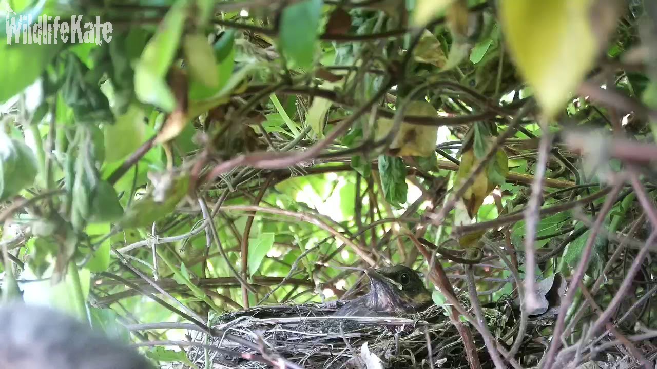 April 12th 2nd fledge