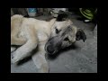 Kurt vs Kangal