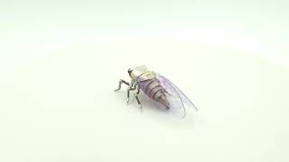 Watch Parts Cicada 2 with DVD Wings by A Mechanical Mind